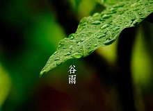 《谷雨》過了清明，就是谷雨。村莊里，田野里，村路上，草木間，人家的院落里，人們的臉上，到處都是春天的閑意思了。[詳細]