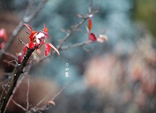 《小寒》正是小寒天氣，三九了。一九二九不出手，三九四九冰上走。今年一場雪還沒下，大地卻都上凍了。[詳細]